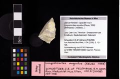 NHMW-GEO-2007z0149-0009_Ol_02.tifLongodromites angustus (Reuss, 1858)  (NHMW-GEO-2007z0149-0009)